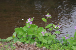 2019.04.01b 059Bl.jpg