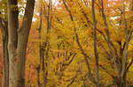 2017.11.22a 196Bl.jpg