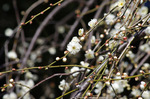 2018.02.19 185Bl.jpg