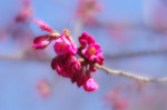 2018.03.06 047Bl.jpg
