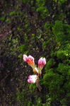 2018.03.22a 168Bl.jpg