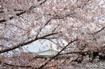 2018.04.01 058Bl.jpg