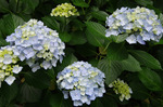 2018.06.06 057Bl.jpg