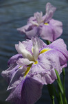 2018.06.08 036Bl.jpg