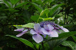 2018.06.10 052Bl.jpg