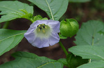 2018.06.16 005Bl.jpg