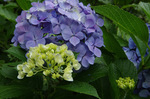 2018.06.16 026Bl.jpg