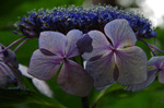 2018.06.21 040Bl.jpg