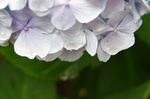 2018.06.21 115Bl.jpg