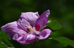 2018.06.26 134Bl.jpg