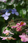 2018.06.28 001Bl.jpg