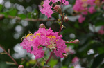 2018.08.12 068Bl.jpg