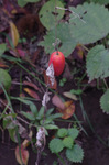 2018.11.14 012Bl.jpg