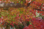 2018.11.26 152Bl.jpg