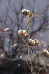 2019.01.23 004Bl.jpg