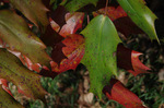 2019.02.04 070Bl.jpg