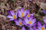 2019.02.08 009Bl.jpg
