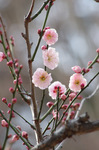 2019.02.26 026Bl.jpg