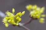 2019.03.05 025Bl.jpg