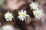 2019.03.27a 019Bl.jpg