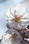 2019.03.27b 061Bl.jpg