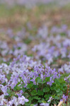 2019.04.01a 068Bl.jpg