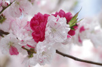 2019.04.02a 120Bl.jpg