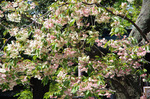 2019.04.16 067Bl.jpg