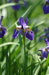 2019.05.08 004Bl.jpg