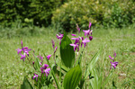 2019.05.08 088Bl.jpg