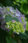 2019.05.30 087Bl.jpg