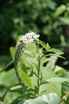 2019.06.06 064Bl.jpg