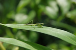 2019.06.25 014Bl.jpg