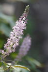 2019.09.17 033Bl.jpg