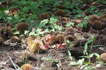 2019.09.17 096Bl.jpg