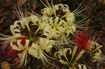 2019.09.28 090Bl.jpg
