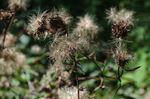 2019.10.28 005Bl.jpg