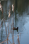 2020.01.20 008Bl.jpg