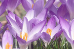 2020.02.10 013Bl.jpg