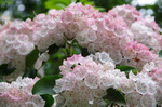 2020.05.20 008Bl.jpg