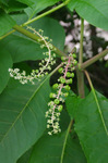 2020.06.27 035Bl.jpg